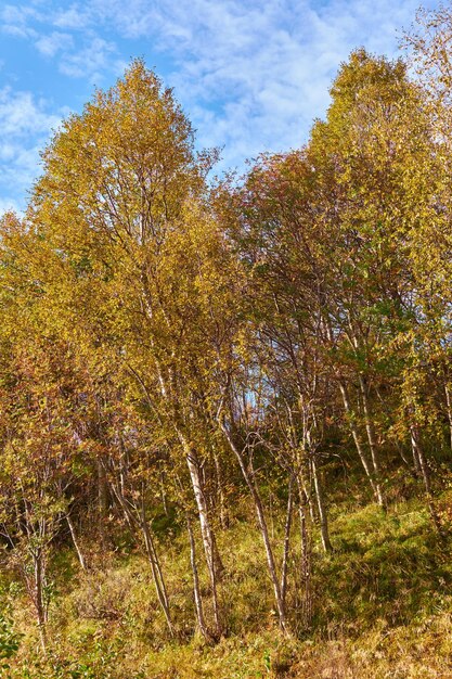 Heldere verlaten bossen met weelderig oranje landschap en flora Bomen in een herfstbos in de natuur tegen een bewolkte blauwe hemel met copyspace Afgelegen bos met bomenvegetatie en weide in de herfst