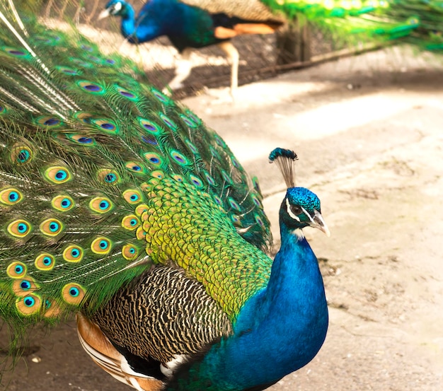 Heldere vogelkleur Mannelijke Indiase pauw die zijn staart toont Een open staart met heldere veren Portret