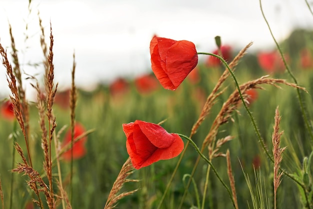 Heldere wilde rode klaprozen, bloemen nat van regen, groeiend in groen onrijp tarweveld