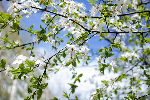 Heldere witte kersenbloemen op takkenclose-up