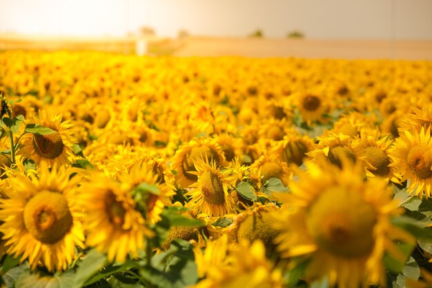 Heldere zomer zonnebloemen veld. Horizontale gefilterde opname