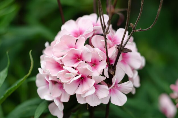 heldere zomerbloemen die in tuinen groeien