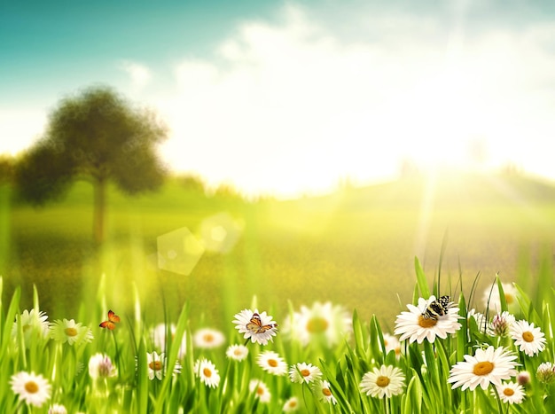 Heldere zomermiddag Natuurlijke achtergronden met kamillebloemen van schoonheid