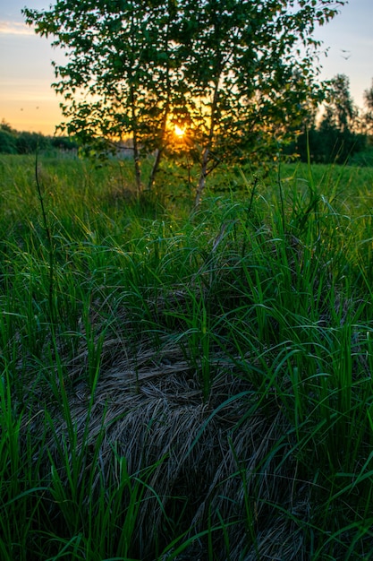 Heldere zomerzonsopgang in het veld