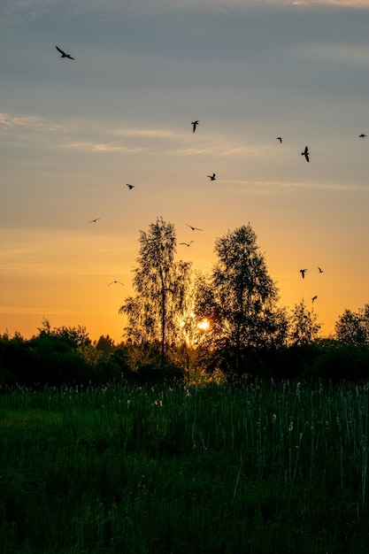 Heldere zomerzonsopgang in het veld