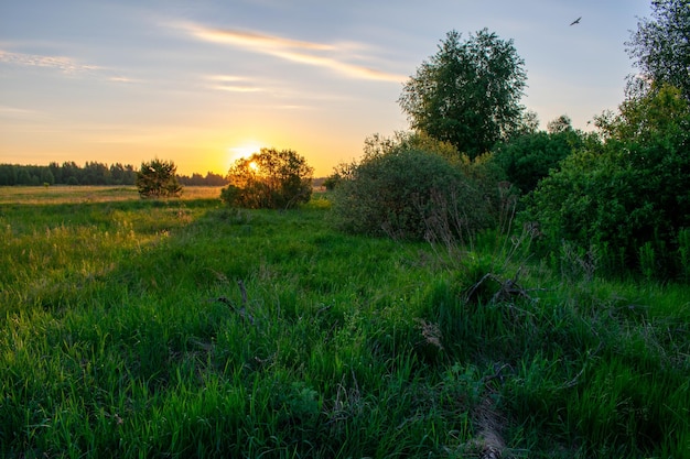 Heldere zomerzonsopgang in het veld