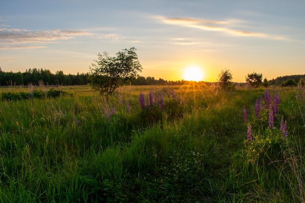 Heldere zomerzonsopgang in het veld