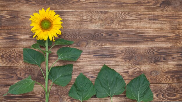 Heldere zonnebloem op een oude houten achtergrond, groene bladeren en plaats voor tekstinvoeging