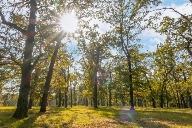 Heldere zonnestralen in Green Leafy Park.