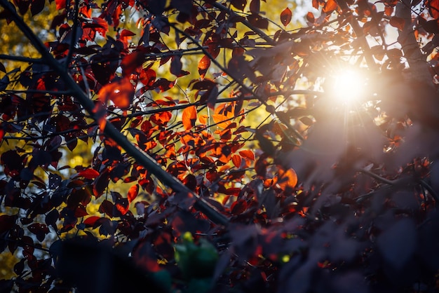 Heldere zonnestralen verlichten de dichte roodgele gebladerte weergave van onderen mysterieus licht in de herfsttuin mooie natuurlijke achtergrond close-up textuur van bladeren