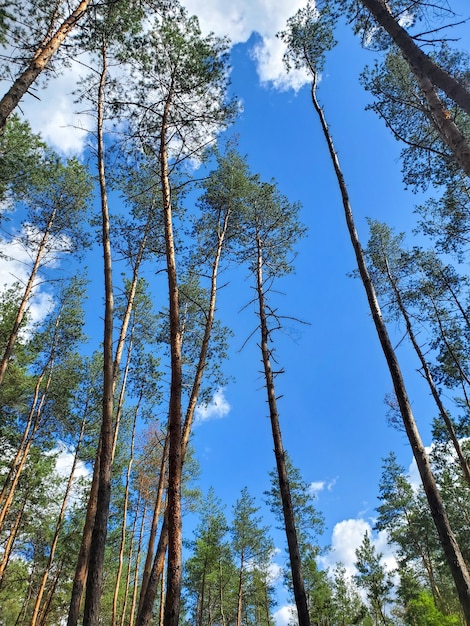 Heldere zonnige dag een wandeling in de zomer in een dennenbos