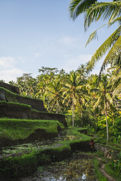 Heldere zonnige dag op het eiland Bali, exotische groene planten groeien