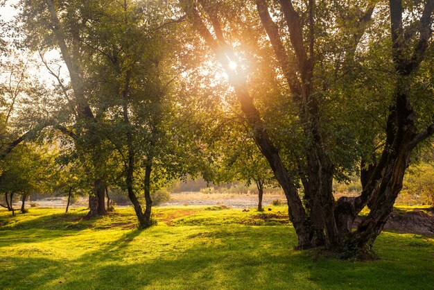 Heldere zonsopgang op de open plek in het bos