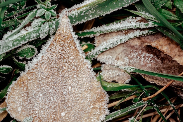 Heldergekleurde herfstbladeren met stof van vorst