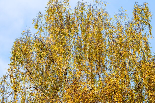 Heldergele bladeren op berkentakken tegen de blauwe achtergrond van de hemelherfst