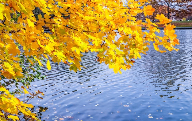 Heldergele bladeren op een esdoorn bij de rivier op een zonnige herfstdag Herfstachtergrond