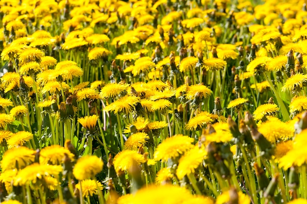 Heldergele bloeiende paardebloemen in het veld in de lente, paardebloemen zijn mooi en geel aan het begin van de bloei, wilde bloemen en onkruid, close-up