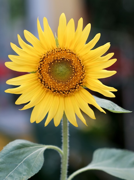 Heldergele bloeiende zonnebloem. Sluit omhoog zonnebloem.