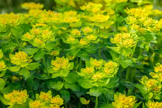 Heldergele bloem kroontjeskruid op een groene achtergrond in de tuin