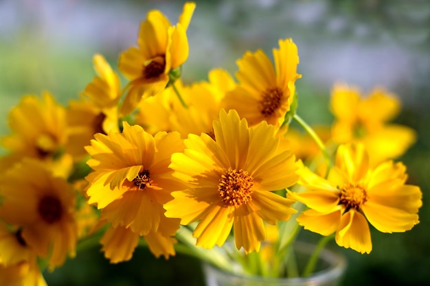 Heldergele bloemen madeliefjes op natuurlijke achtergrond selectieve zachte focus