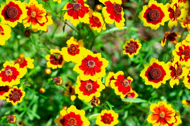 Heldergele bloemen met een oranje kern-coreopsis in het bovenaanzicht van de tuin Zomer bloemenachtergrond