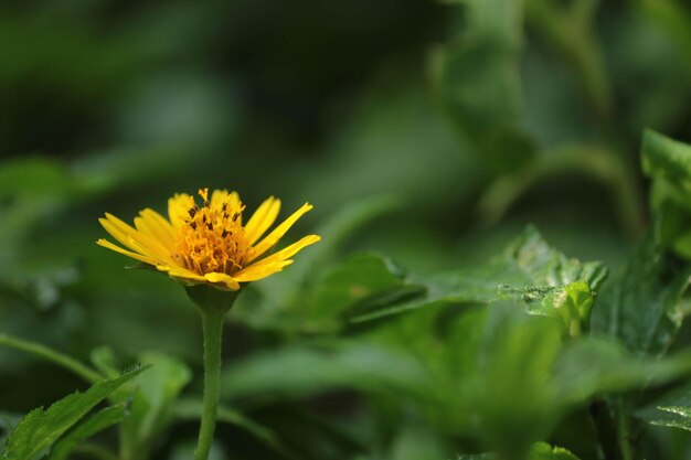 Heldergele bloemen onder een groen blad