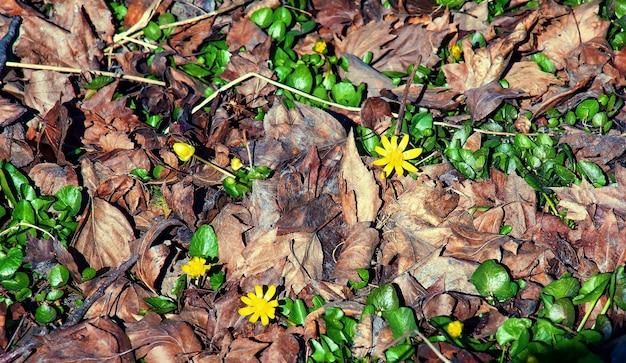 Heldergele bloemen van Ficaria verna tegen een achtergrond van groene bladeren in het vroege voorjaar