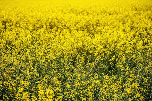 Heldergele koolzaad (Brassica napus) bloemen groeien op veld. Canola-cultivar wordt gebruikt als bron van plantaardige olie