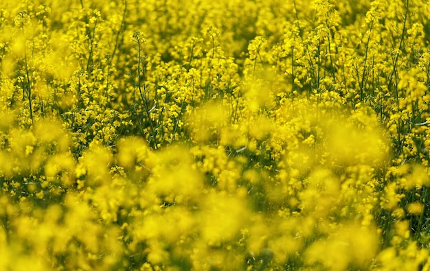 Heldergele koolzaad (Brassica napus) bloemen groeien op veld, close-up detail