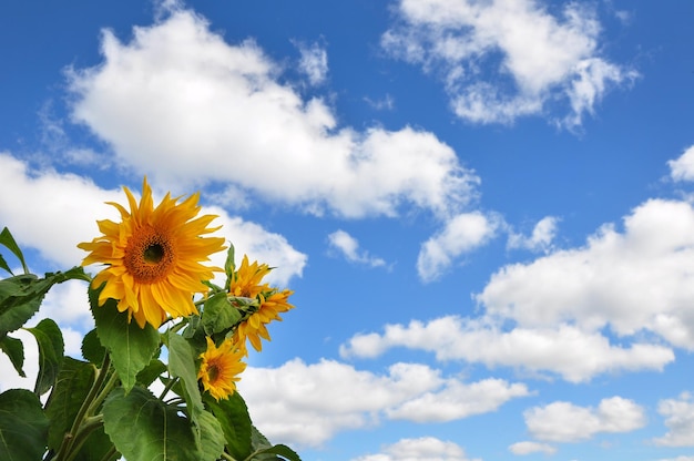 Heldergele zonnebloem en blauwe hemel met wolken zonnebloem hoofdclose-up tegen de zomer blauwe hemel en exemplaarruimte