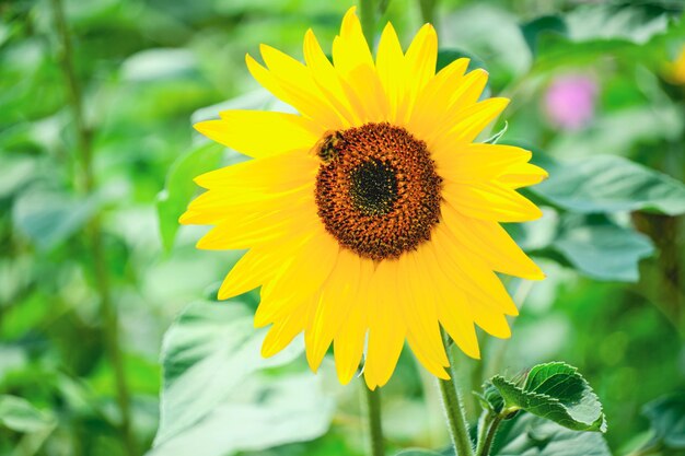 Heldergele zonnebloem met hommel in het midden van de bloem