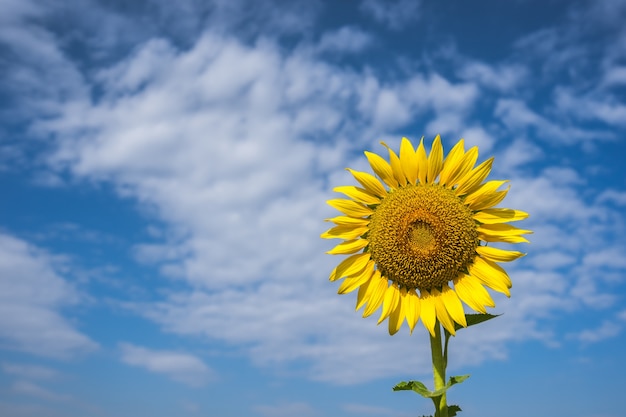 Heldergele zonnebloem