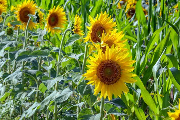 Heldergele zonnebloemen in volle bloeituin