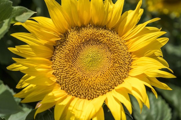 Heldergele zonnebloemen in volle bloeituin