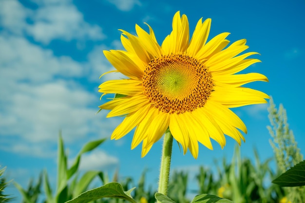 Heldergele zonnebloemen in volle bloeituin