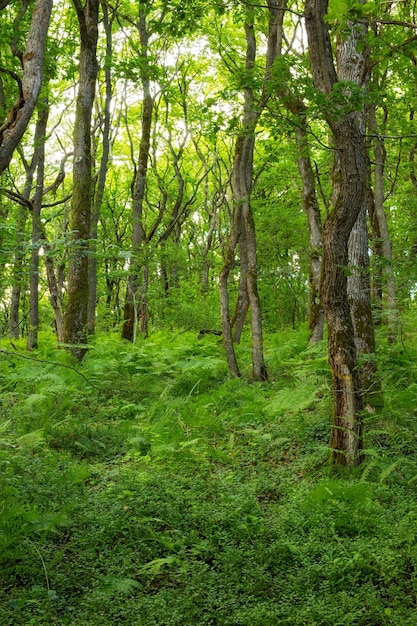 Heldergroen bos met weelderig gebladerte en op een zomerdag in Europa Diep levendig bos met een zonnige lucht en prachtige natuur Vreedzaam natuurlijk landschap in de wilde wildernis in de zomer