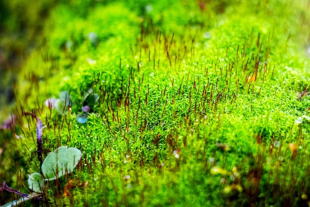 Heldergroen mos in het bos. Achtergrond van groen mos