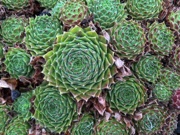 Foto heldergroen sempervivum succulenten en cactussen concept