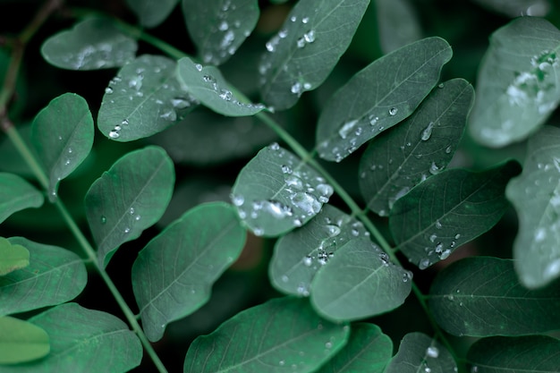 Heldergroene bladeren van acacia met regendruppels. Mooie vegetatieve achtergrond.