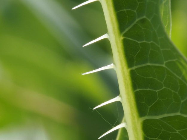 heldergroene bladeren van planten in een zomerweide