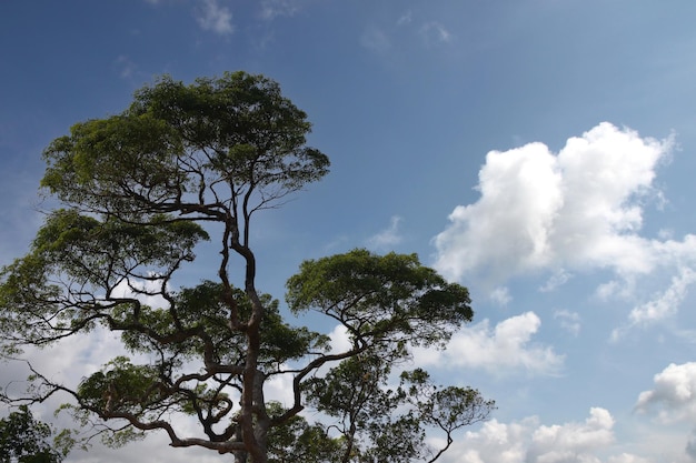 Heldergroene bomen in het bos