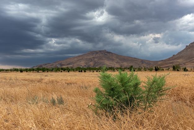 Heldergroene eenzame struik in een droog veld