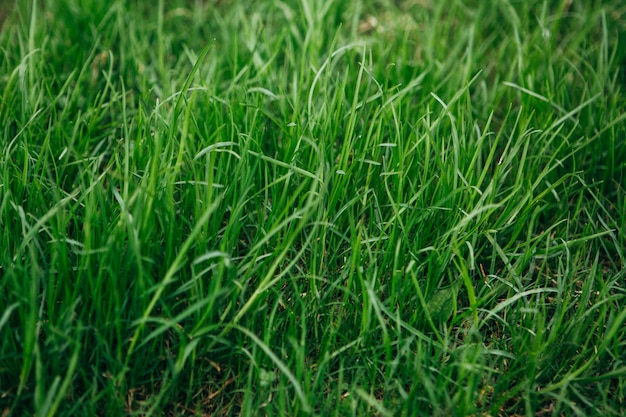 Foto heldergroene grastextuur