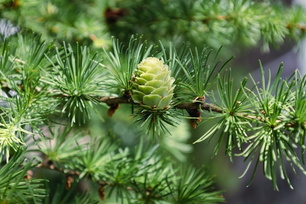 Heldergroene jonge kegels op de tak van de Europese lariks Close-up van het openen van de knop van Larix Decidua Vrouwelijke kegel Natuurlijke schoonheid van elegant lariksboomtakje Soft focus Seizoensgebonden behang voor ontwerp