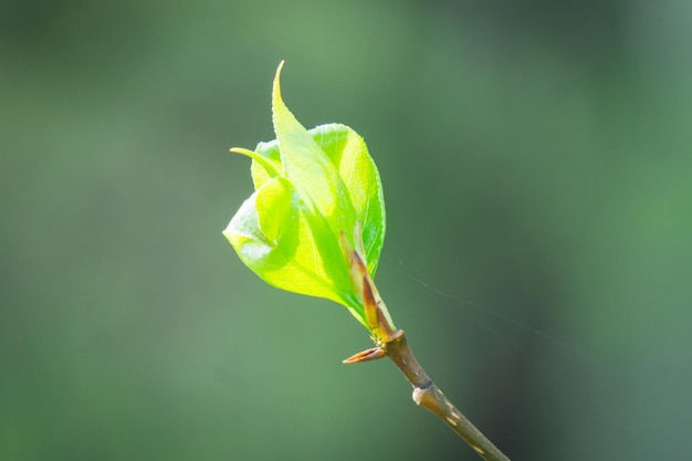 Heldergroene ontvouwende knop