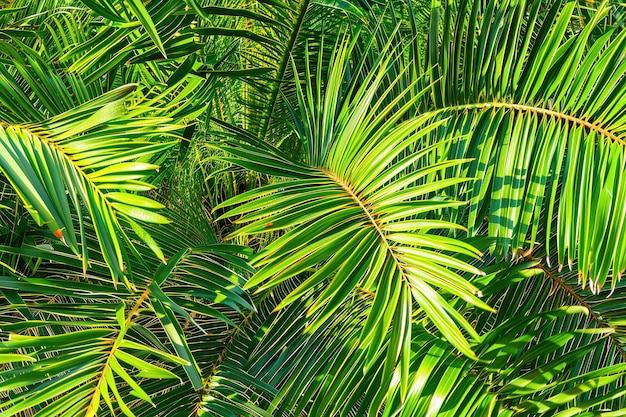 Heldergroene palmbladeren schitteren in de ochtenddauw.