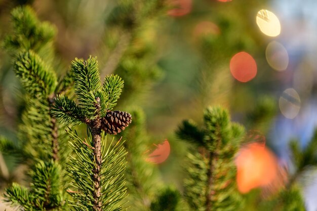 Heldergroene sparrentak tegen de achtergrond van kerstverlichting