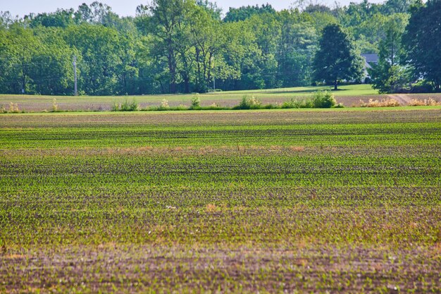 Foto heldergroene spruiten groeien in het gewasveld op landbouwgrond met verre bomen