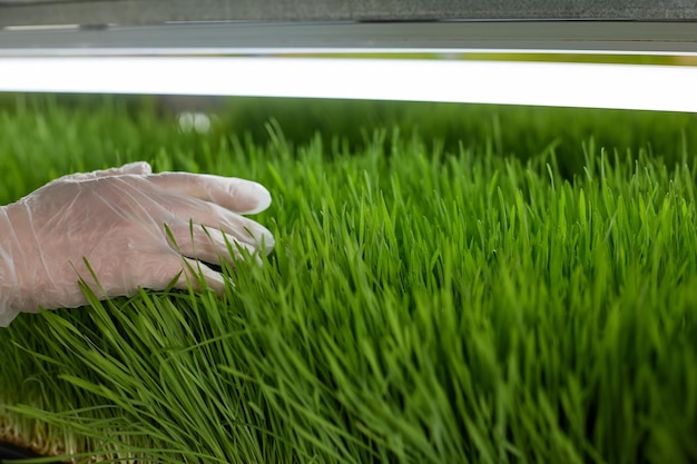 Heldergroene tarwe geteeld door medewerkers van de boerderij van nuttige microgreens