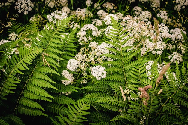 Heldergroene varenbladeren tussen gras en duizendbladbloemen